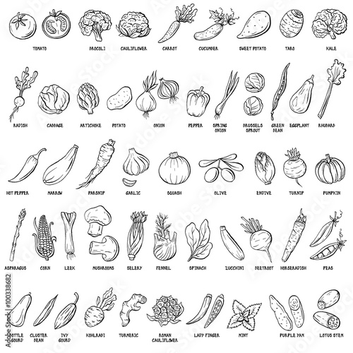 Hand drawn vector set of vegetables and herbs vintage illustrations.