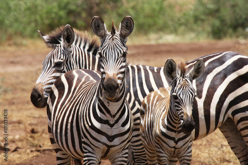 Famiglia di zebre photo