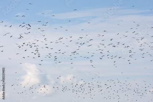 Stormo di Uccelli migratori