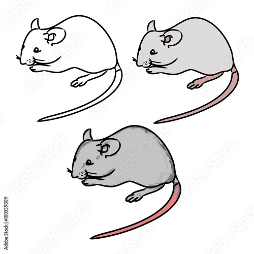 Rat, mouse - sketch, the drawing in color (set 1)