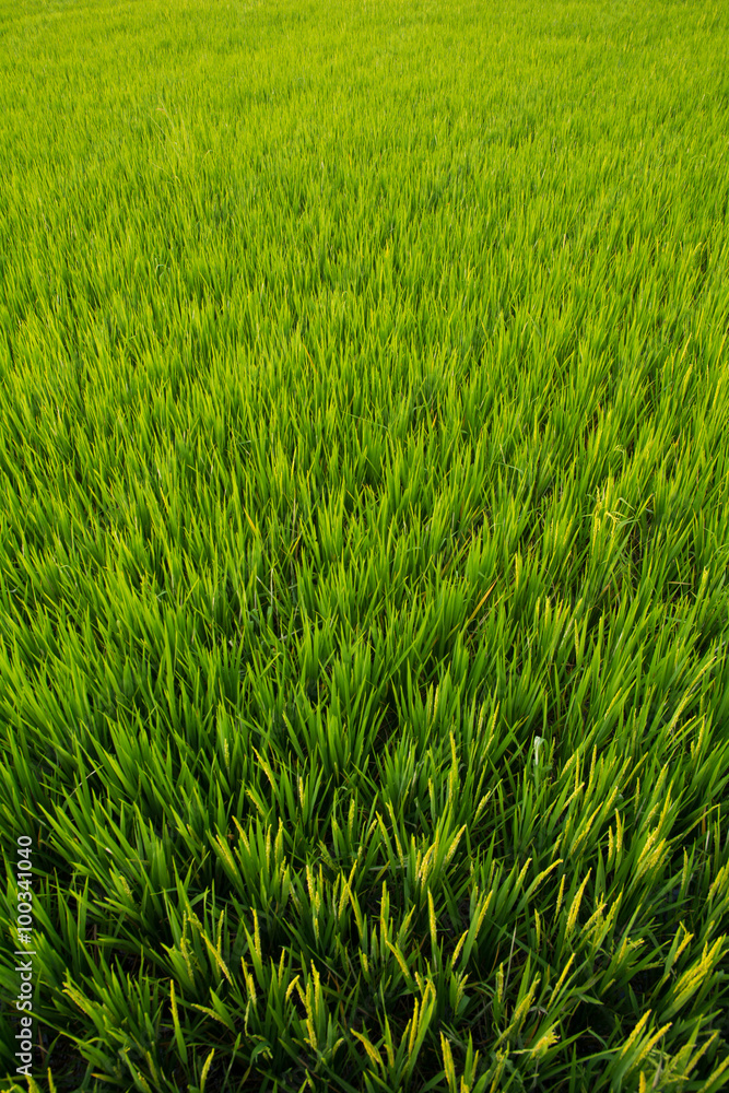 Rice Field in Asia