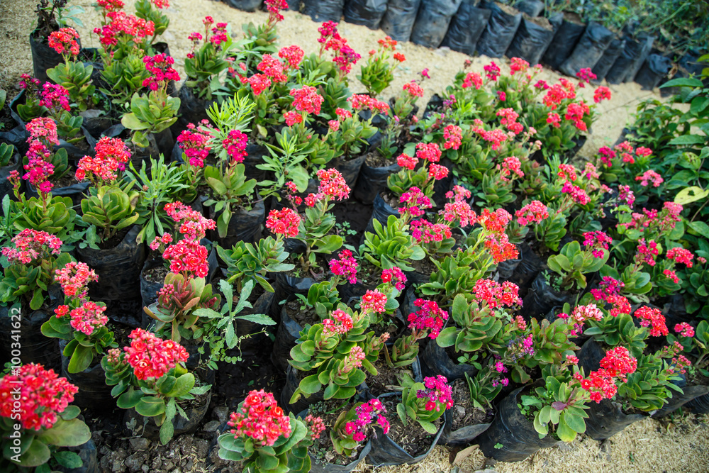 flowers and plants nursery to sell flowers and plants nursery to sell