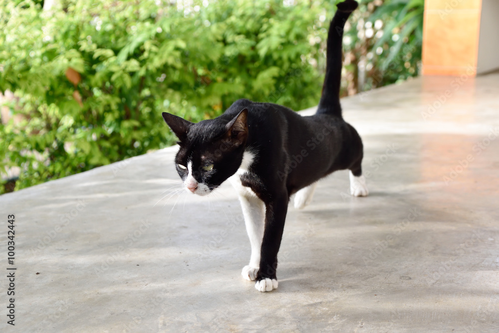 Thai black in black and white color Thai black in black and white color