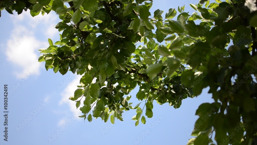 Green Leaves of a Tree Green Leaves of a Tree
