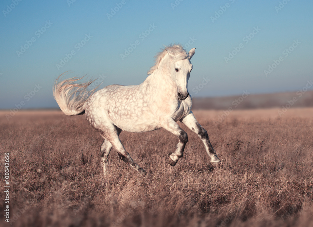 Obraz premium White horse run