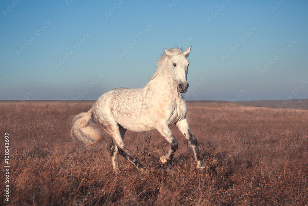 Obraz premium White horse run