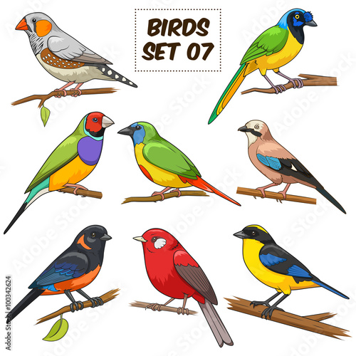 Bird set cartoon colorful vector illustration