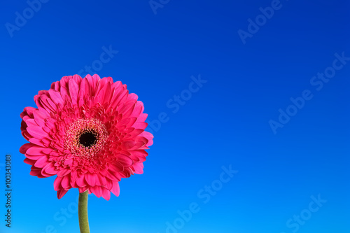gerbera flower in blue background