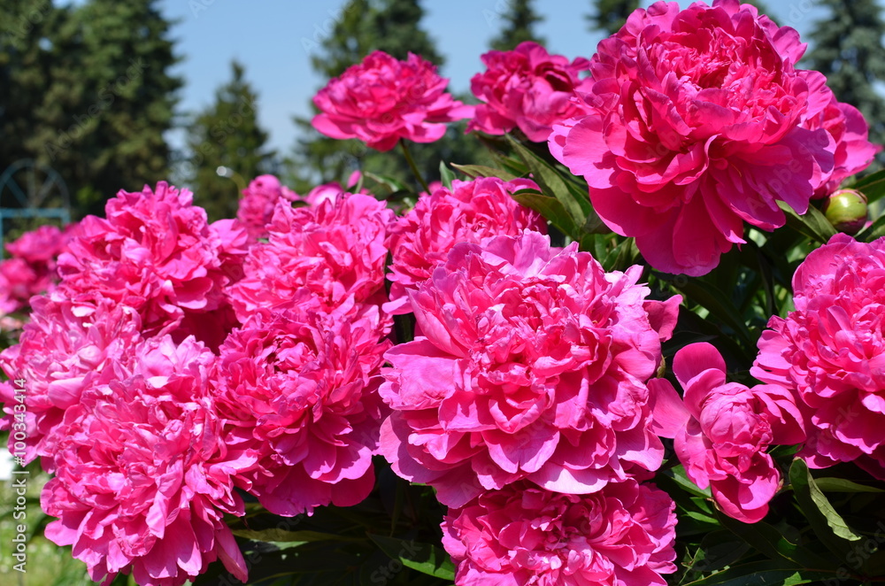 Beautiful summer peonies 