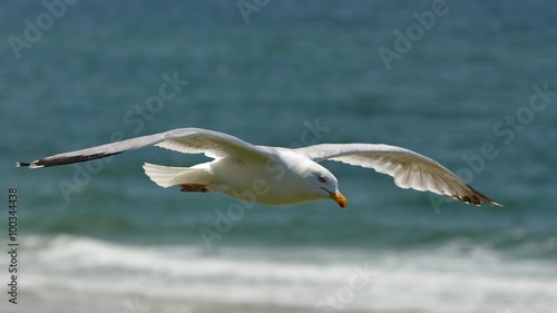 M  we  Larus michahellis  im Flug