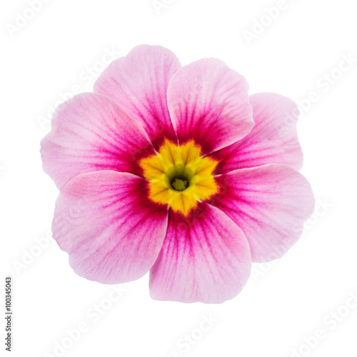 pink flower isolated on white