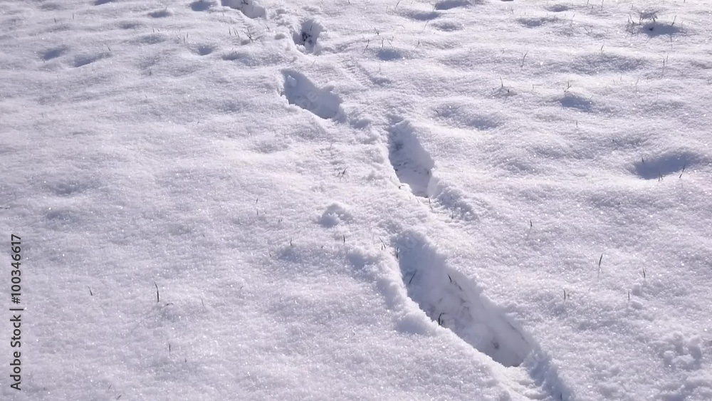 Woman walking on snowy path. Weight loss concept. Lifestyle footage from winter season. Woman walking on snowy path. Weight loss concept. Lifestyle footage from winter season.