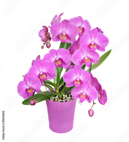 Fotografie, Obraz Purple orchid flower