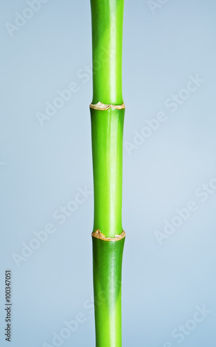 Green Bamboo Stem