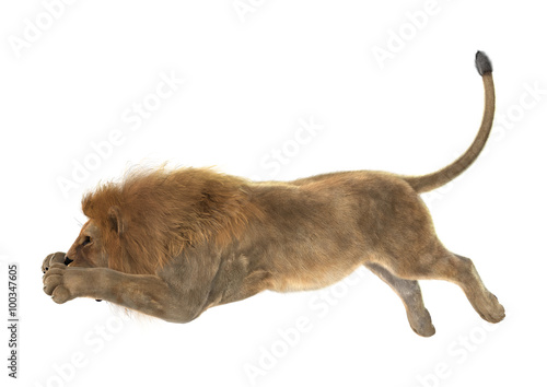 Male Lion on White