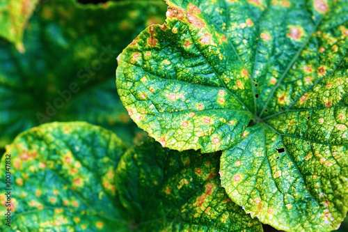 Close-up of large green leaves of the pumpkin. Shallow depth of field. Selective focus.