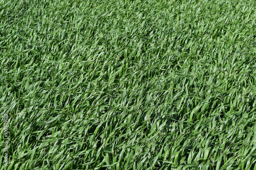 Wallpaper Mural Field of young green barley Torontodigital.ca