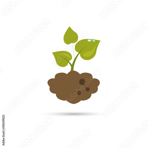Color illustration of plant
