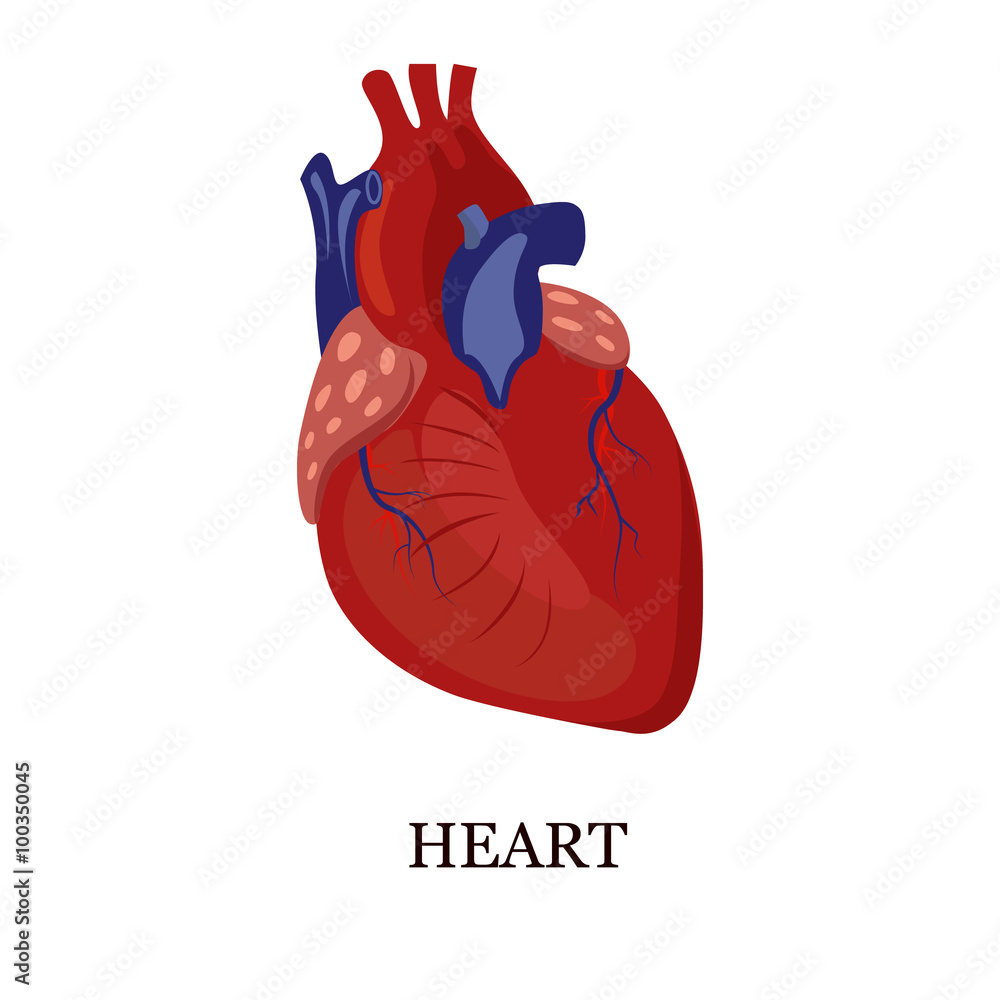 Color illustration of the human heart Color illustration of the human heart