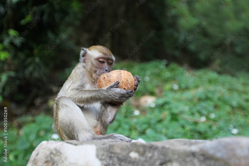 Fototapeta premium Monkeys eat coconut