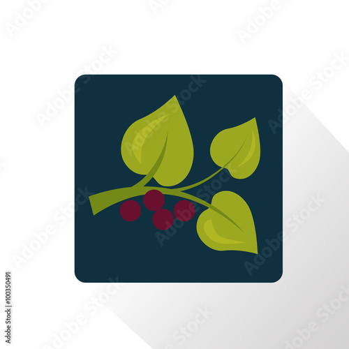 Color illustration of berry plant