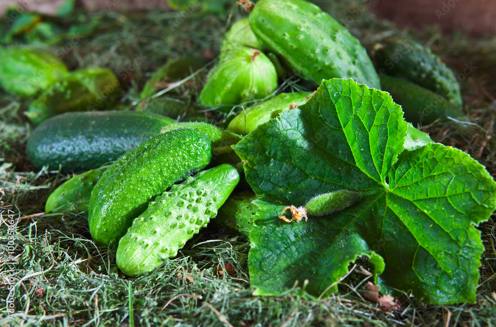 Obraz premium cucumbers