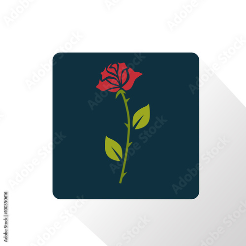 Color illustration of red rose