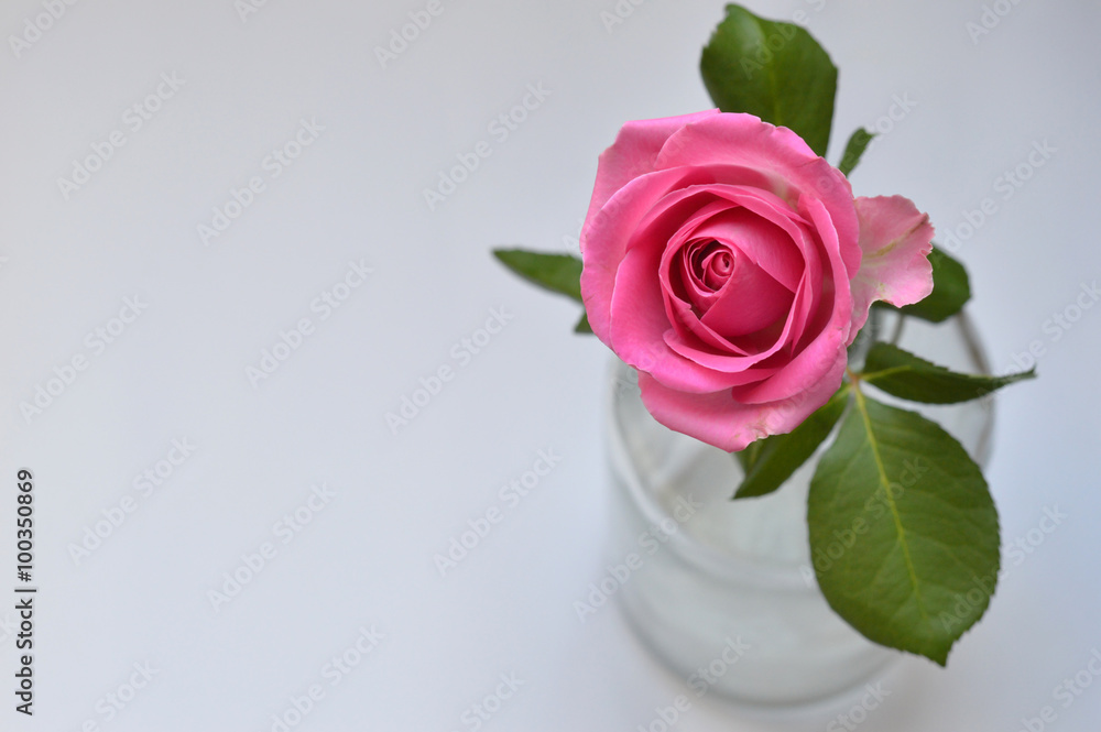 Rose in einer Vase Rose in einer Vase