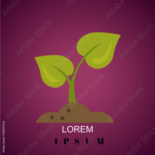 Color illustration of plant