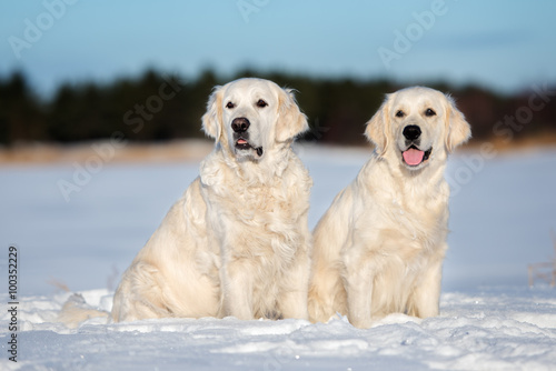 Canvas Print two golden retriever dogs outdoors in winter