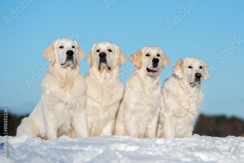 Photography four golden retriever dogs sitting on snow
