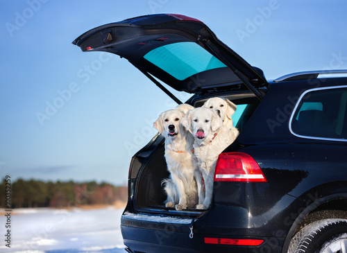 group of dogs in a car trunk