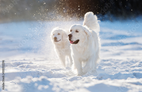 Canvastavla golden retriever dog walking in the snow