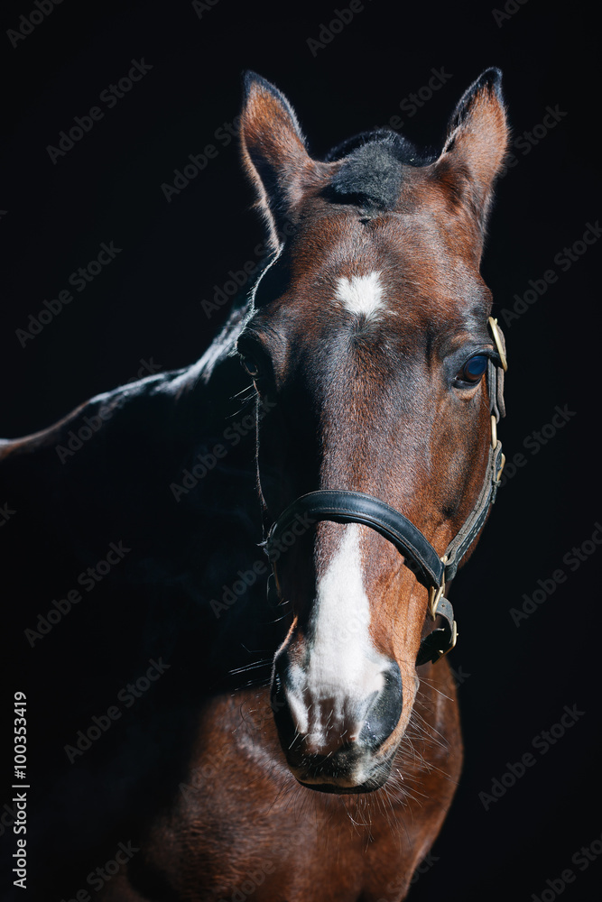 Obraz premium Bay horse