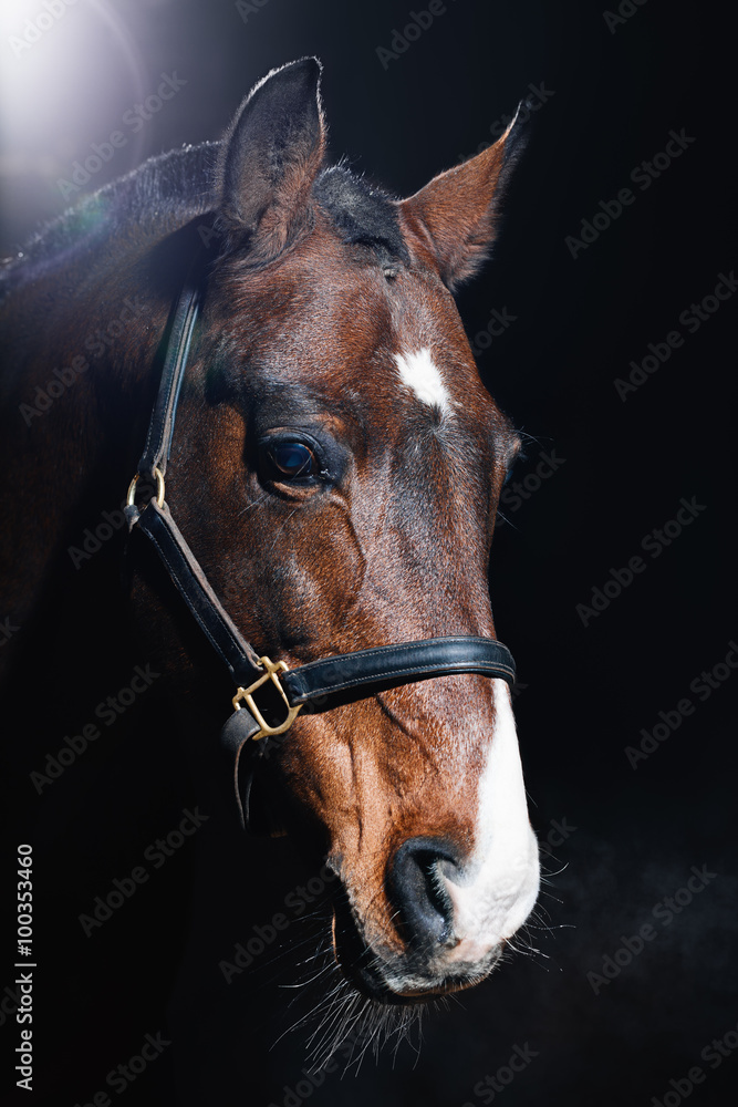 Bay horse Bay horse