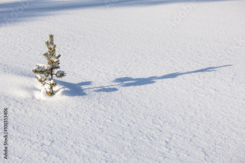 Little fir tree growing in fresh snow
