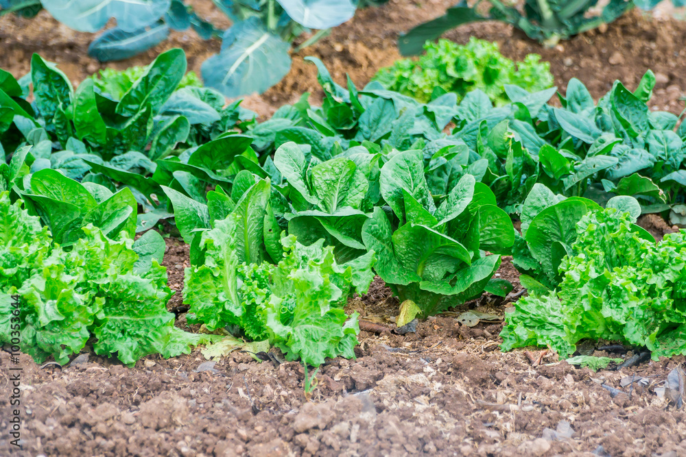 garden, grow vegetables, young shoots of lettuce garden, grow vegetables, young shoots of lettuce