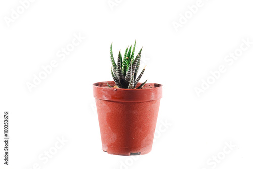 Aloe Cactus white background, Cactus isolate