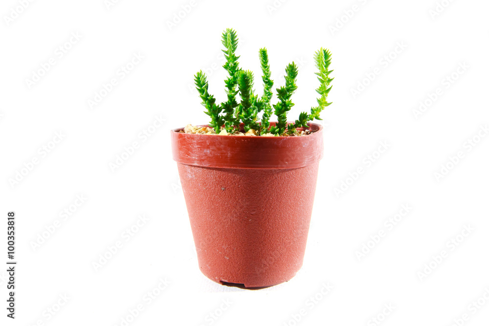 Crassula Mucosa in pot, Cactus isolate, white background Crassula Mucosa in pot, Cactus isolate, white background