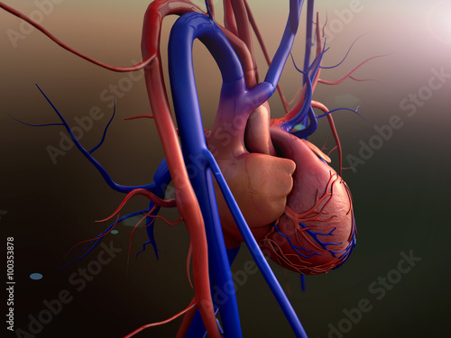 Heart model, Human heart model, Full clipping path included, Human heart for medical study, Human Heart Anatomy photo