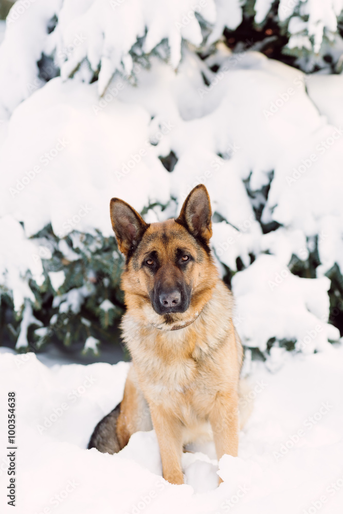 German Shepherd dog, standing in the snow German Shepherd dog, standing in the snow