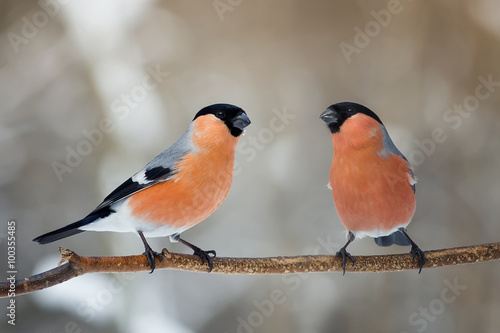 Tablou canvas two male bullfinch on a tree branch in the Park