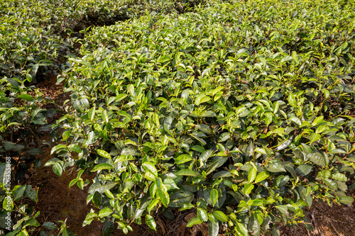 Teeplantage in Phan Thiet in Vietnam