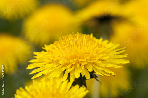 dandelion yellow   spring  
