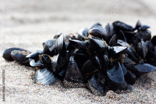 Cluster of Mussels