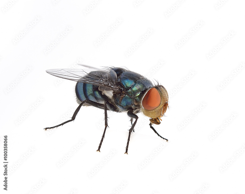 fly isolated on white background fly isolated on white background