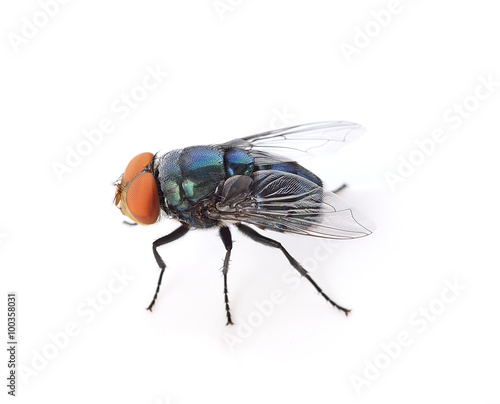  fly isolated on white background