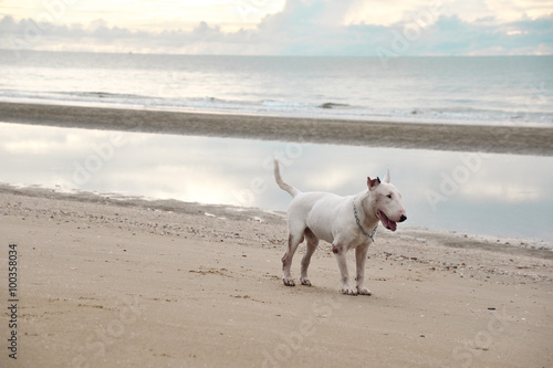 White English Bull Terrier Dog playing on the beach