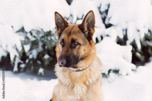German Shepherd dog, standing in the snow © sun_apple