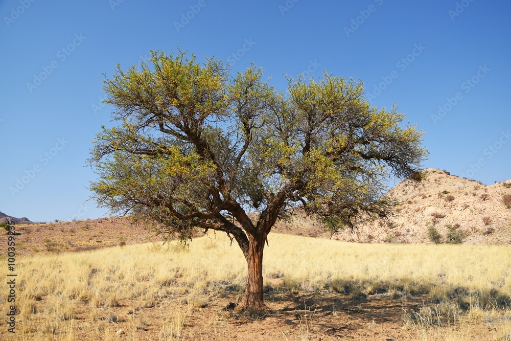 Kameldornbaum (Vachellia erioloba) im Namibrand- Gebiet